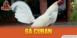 Gà Cuban - Tìm Hiểu Về Chiến Kê Hiếu Chiến Số 1 Từ Philippin