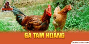 Gà Tam Hoàng - Hướng Dẫn Quy Trình Nuôi Đạt Năng Suất Cao