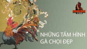 100 ảnh gà chọi đẹp cho anh em đam mê nuôi gà chọi