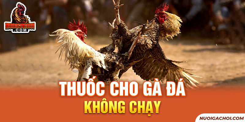 Những Loại Thuốc Cho Gà Đá Không Chạy Mới Nhất Hiện Nay