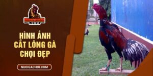 Hình Ảnh Cắt Lông Gà Chọi Đẹp Và Hướng Dẫn Cắt Chi Tiết